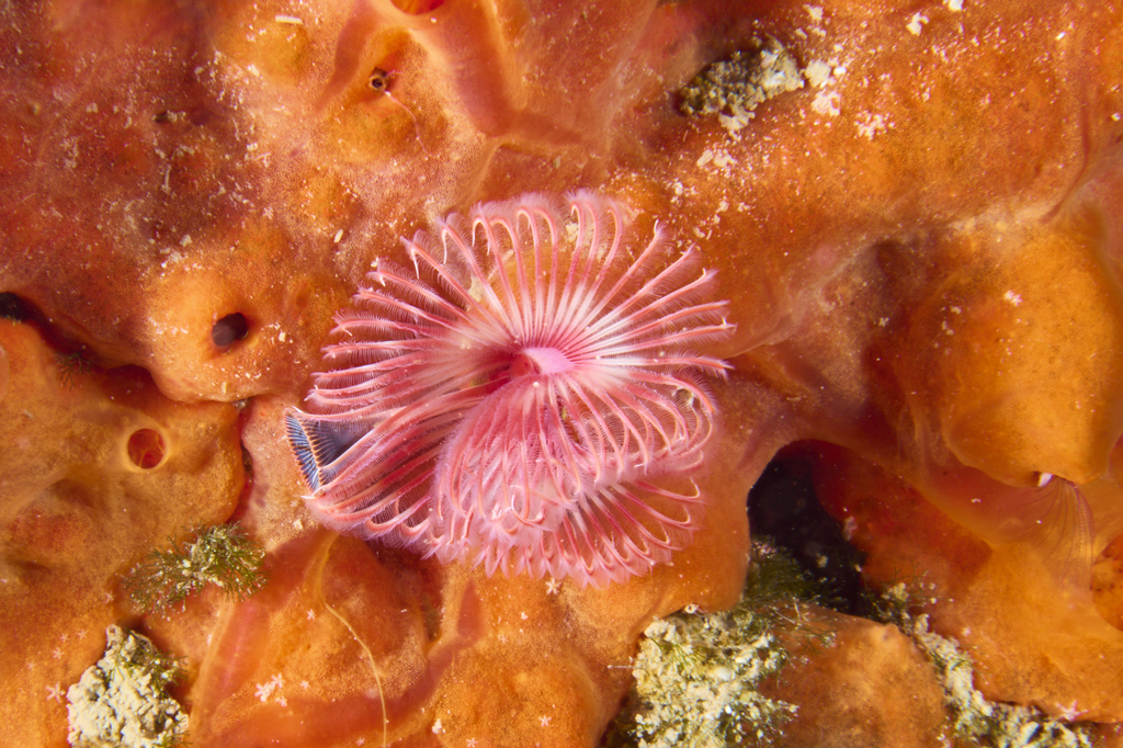 Red Tubeworm