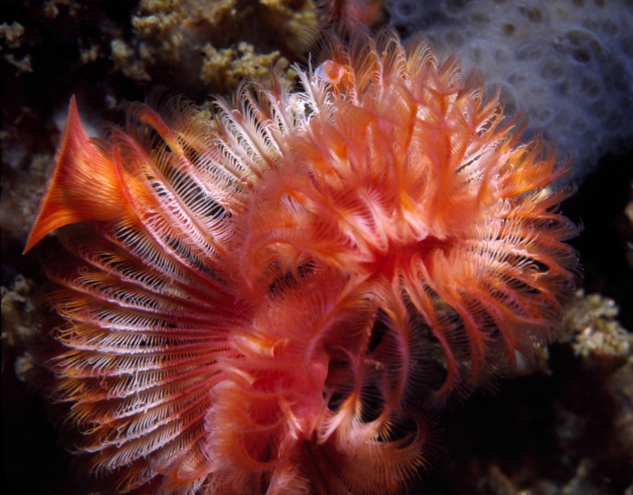 Red Tubeworm
