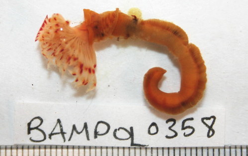 Red Tubeworm