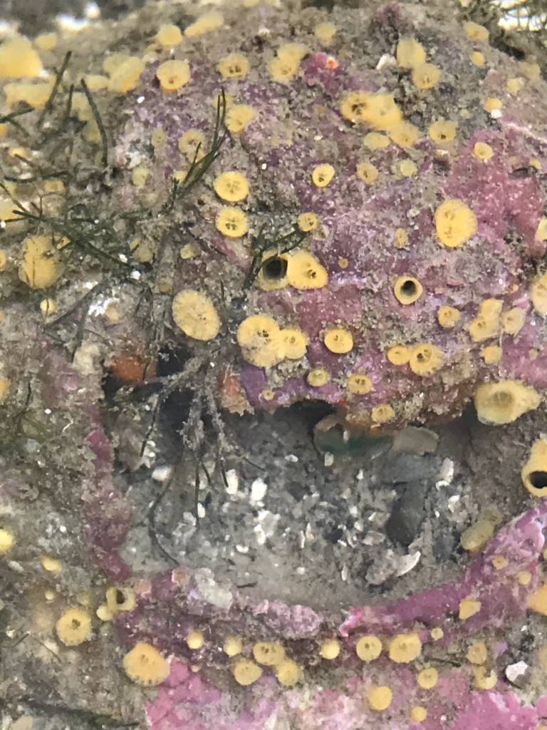 Sulphur Boring Sponge