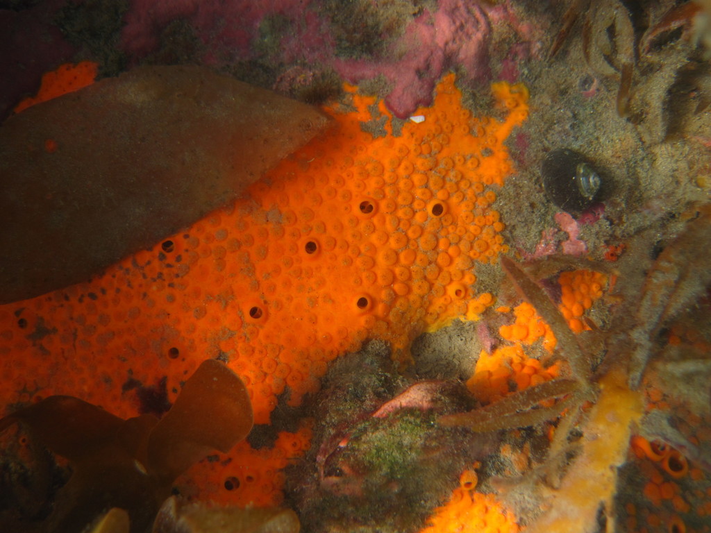 Sulphur Boring Sponge