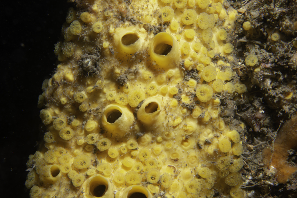 Sulphur Boring Sponge