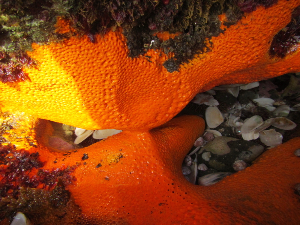 Sulphur Boring Sponge