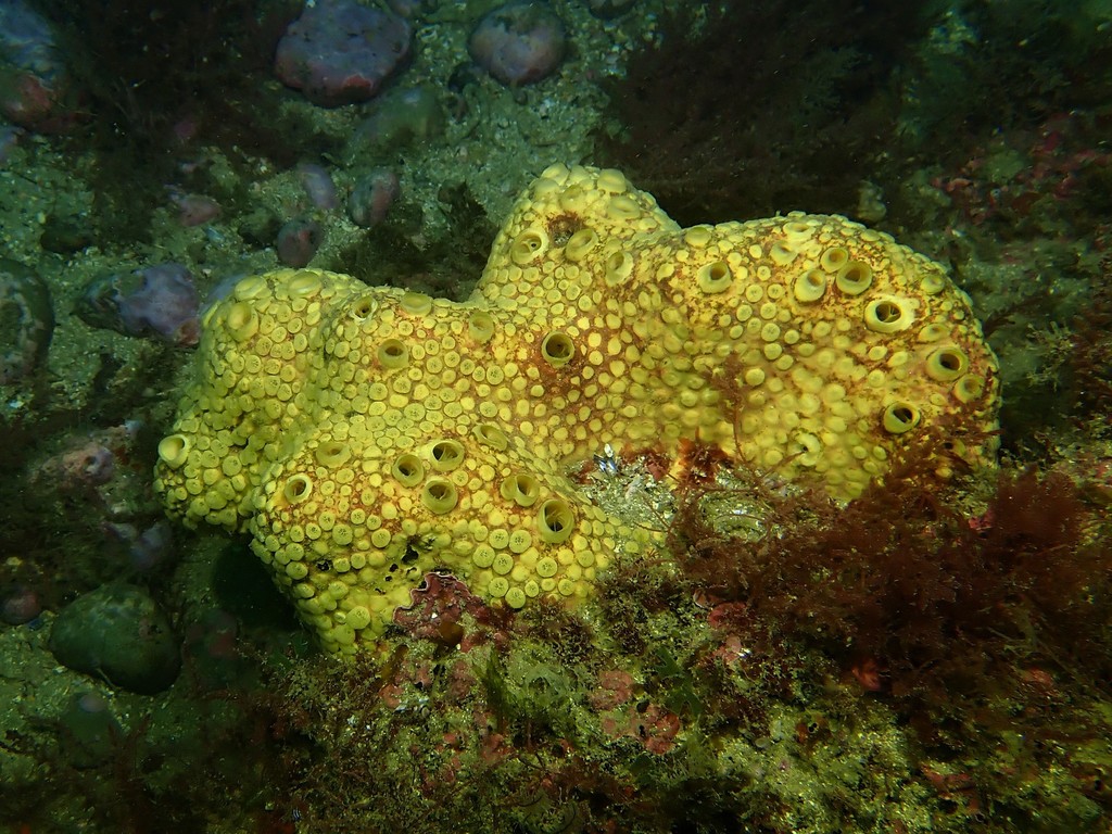 Sulphur Boring Sponge
