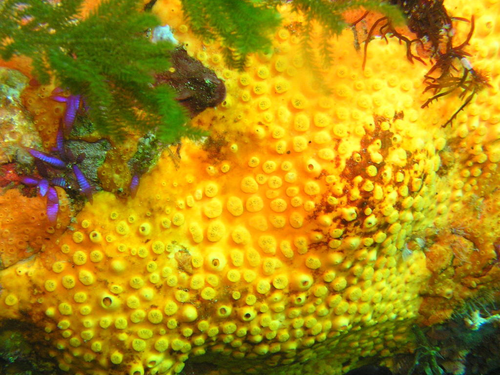 Sulphur Boring Sponge