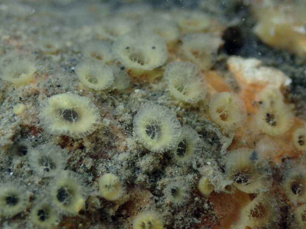 Sulphur Boring Sponge
