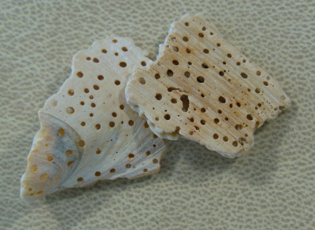 Sulphur Boring Sponge