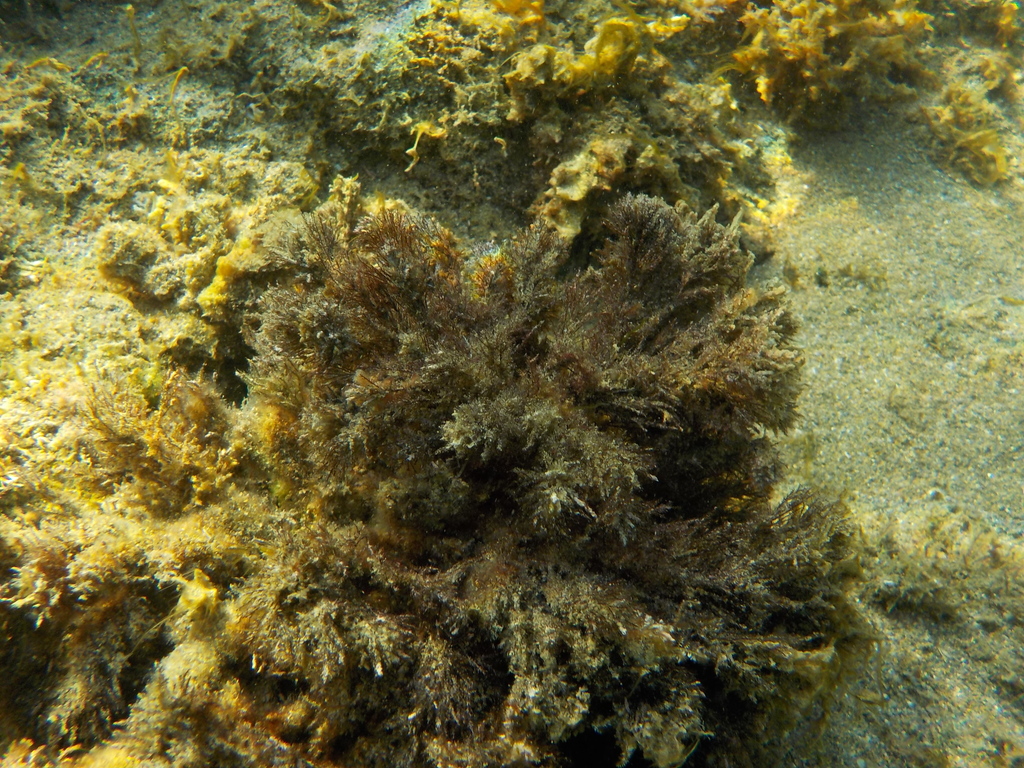 Cystoseire De Méditerranée