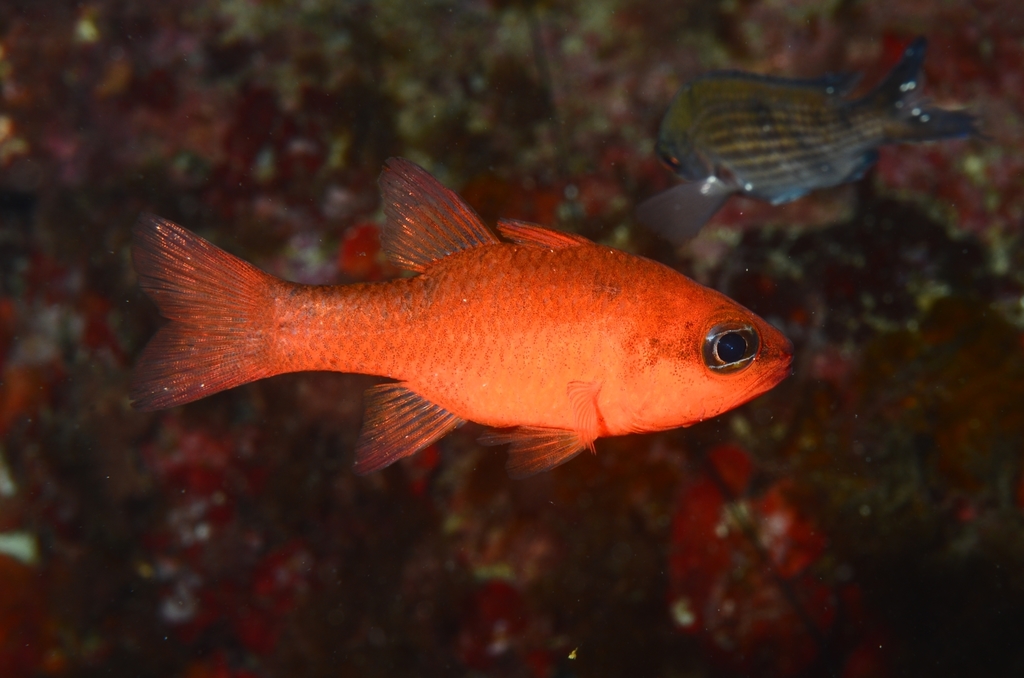 Mediterranean Cardinalfish