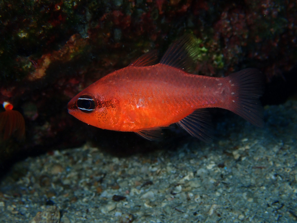 Mediterranean Cardinalfish