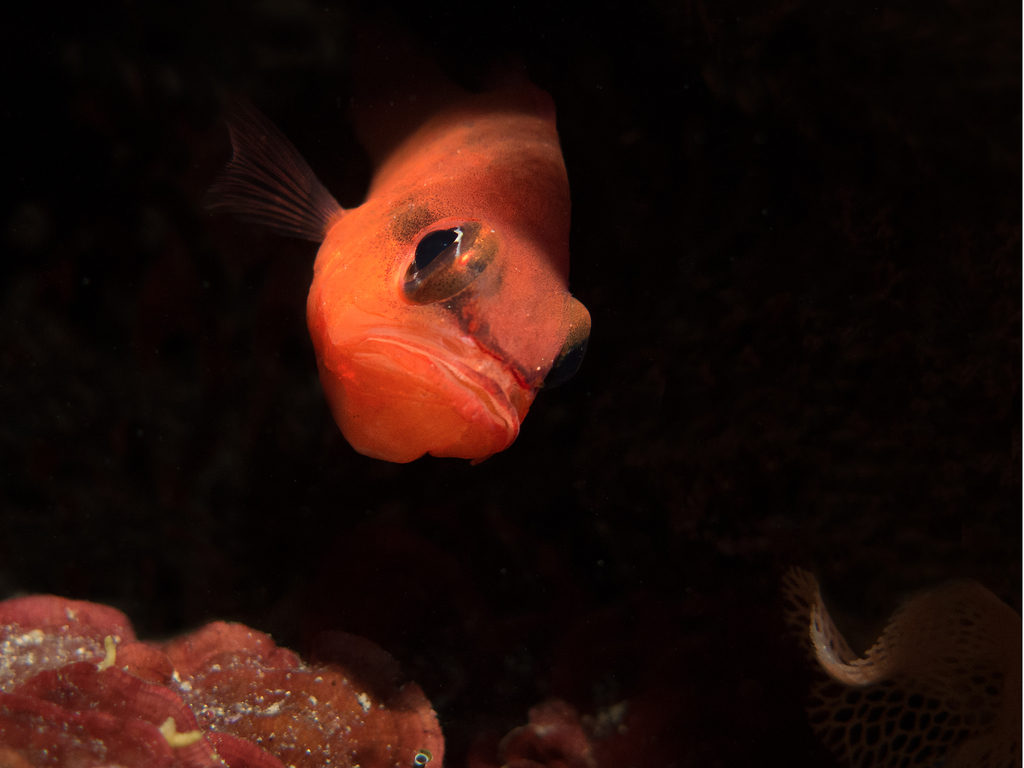 Mediterranean Cardinalfish