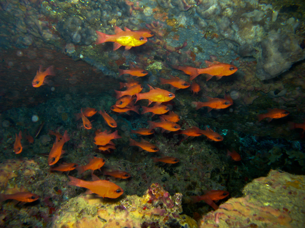 Mediterranean Cardinalfish
