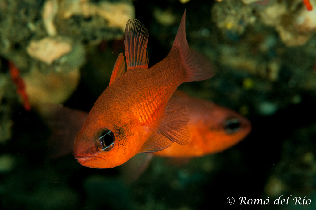 Mediterranean Cardinalfish