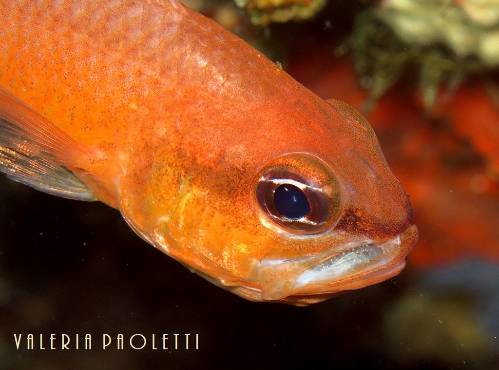 Mediterranean Cardinalfish