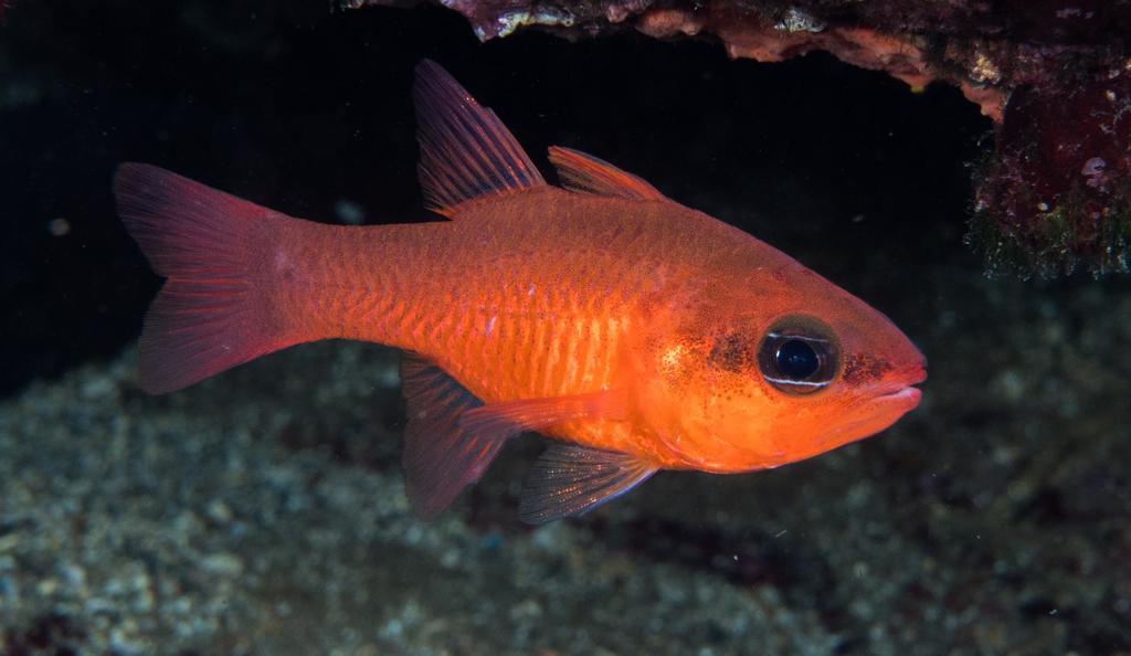 Mediterranean Cardinalfish