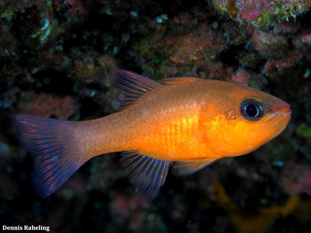 Mediterranean Cardinalfish