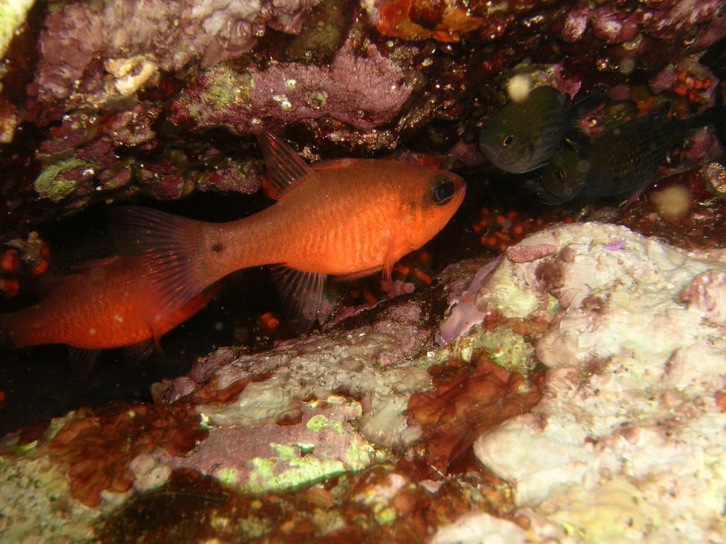 Mediterranean Cardinalfish