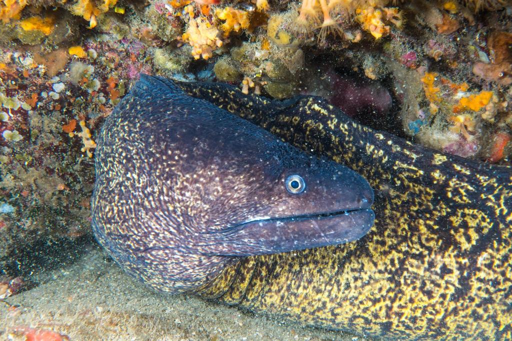 Mediterranean Moray