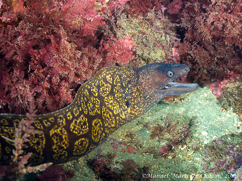 Mediterranean Moray