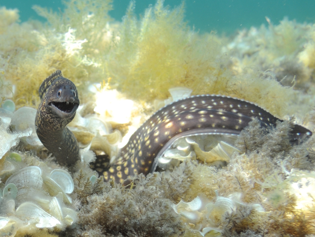 Mediterranean Moray