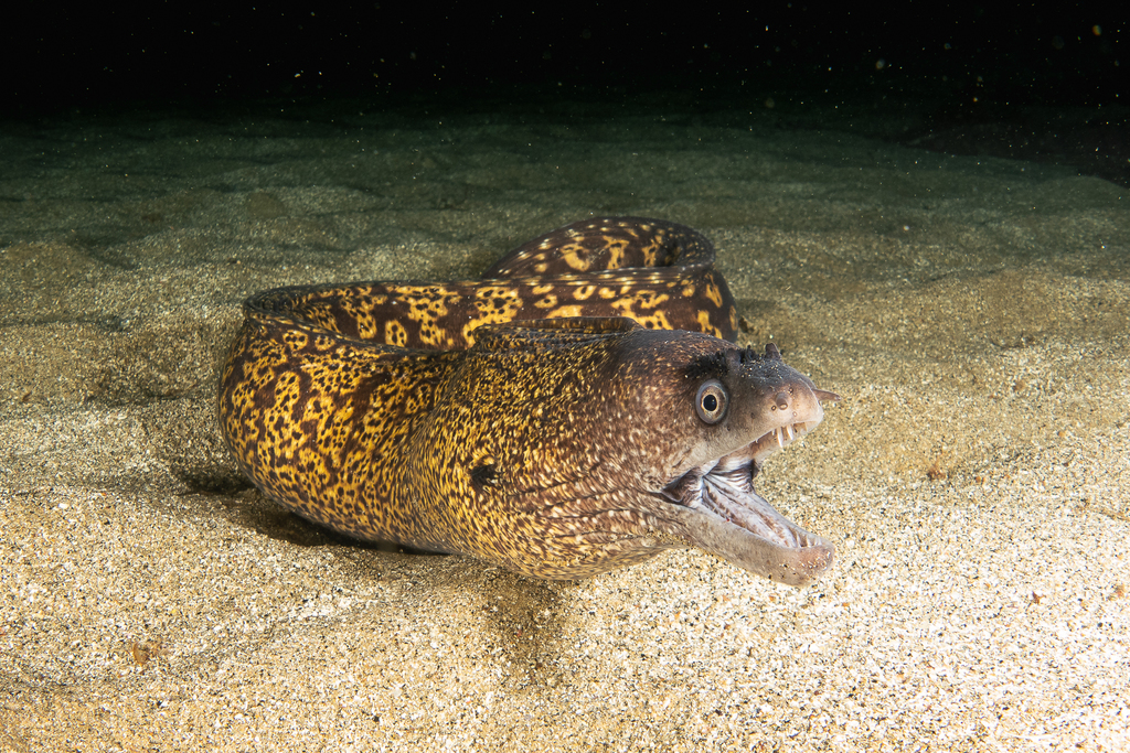 Mediterranean Moray