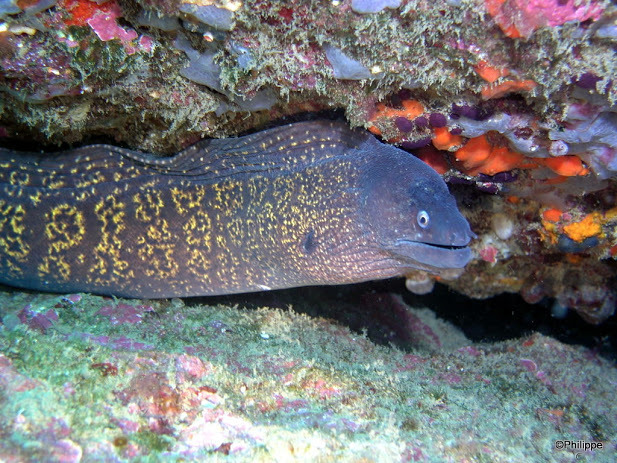 Mediterranean Moray