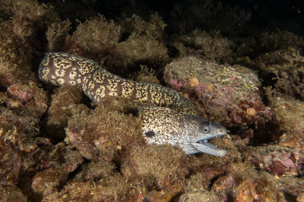 Mediterranean Moray
