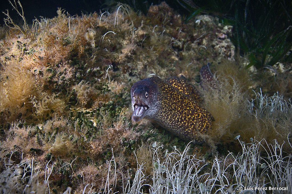 Mediterranean Moray