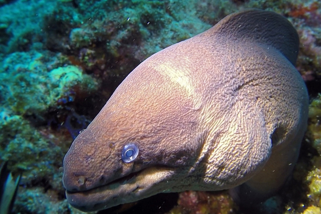 Brown Moray