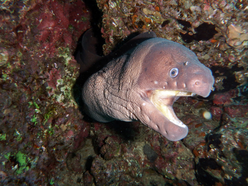 Brown Moray