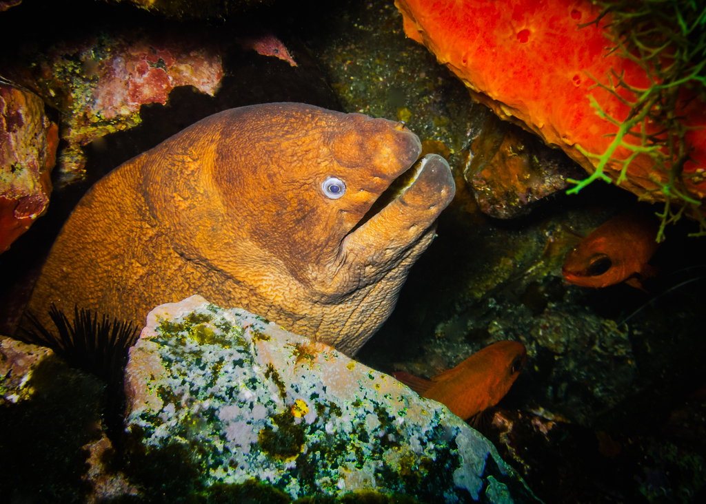 Brown Moray