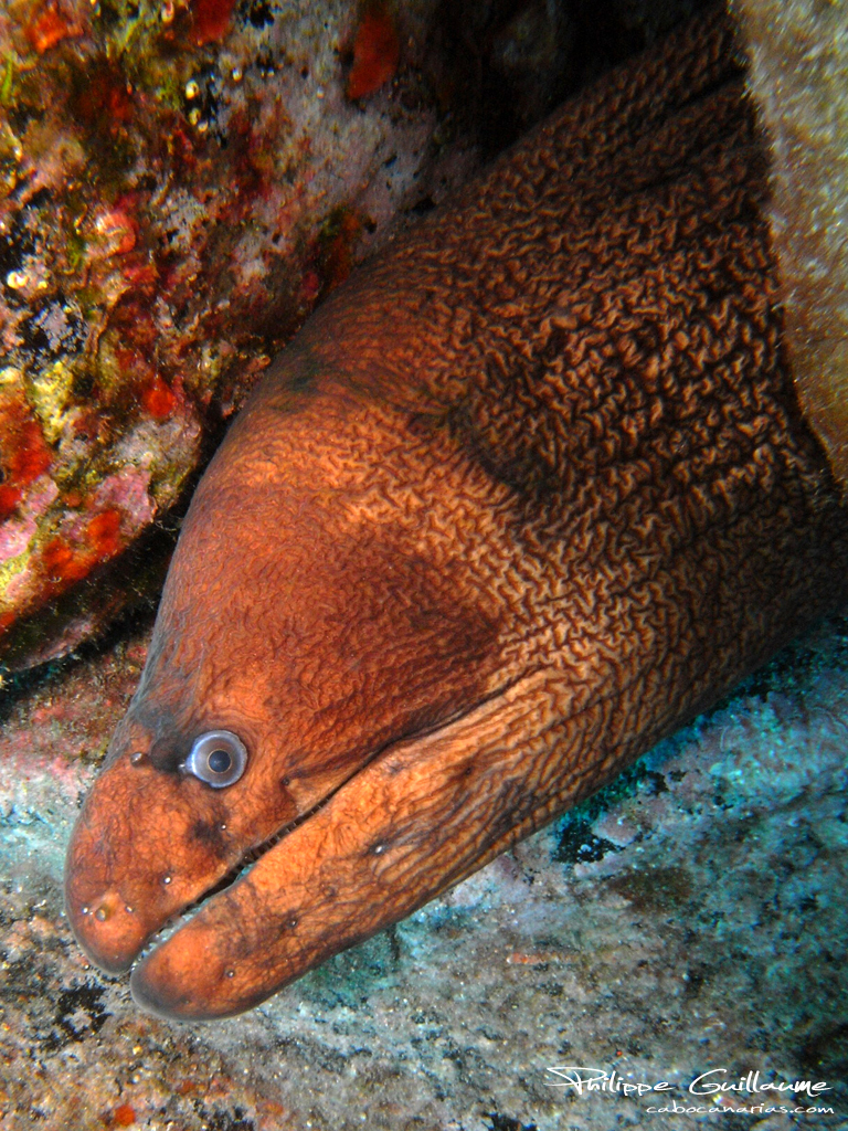 Brown Moray