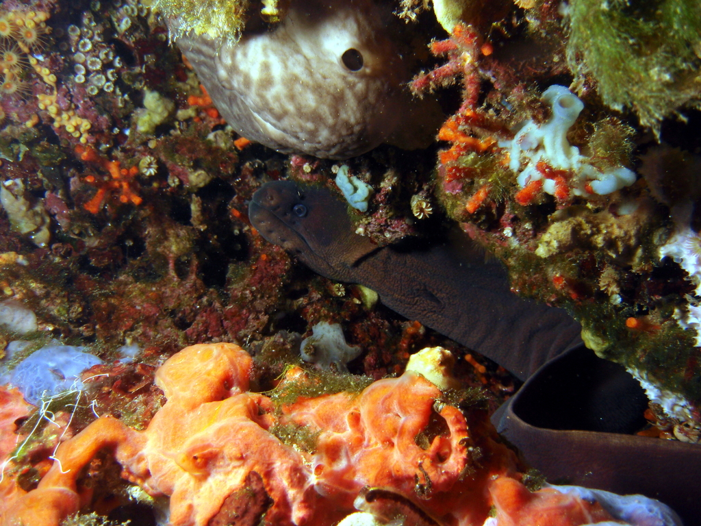 Brown Moray
