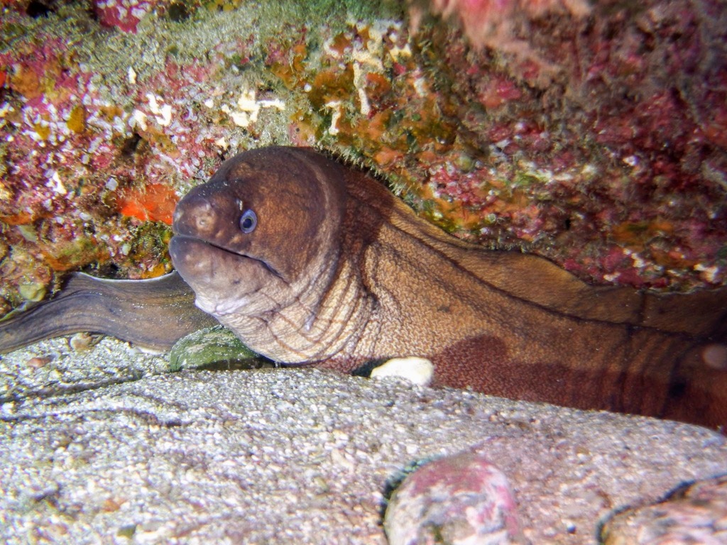 Brown Moray