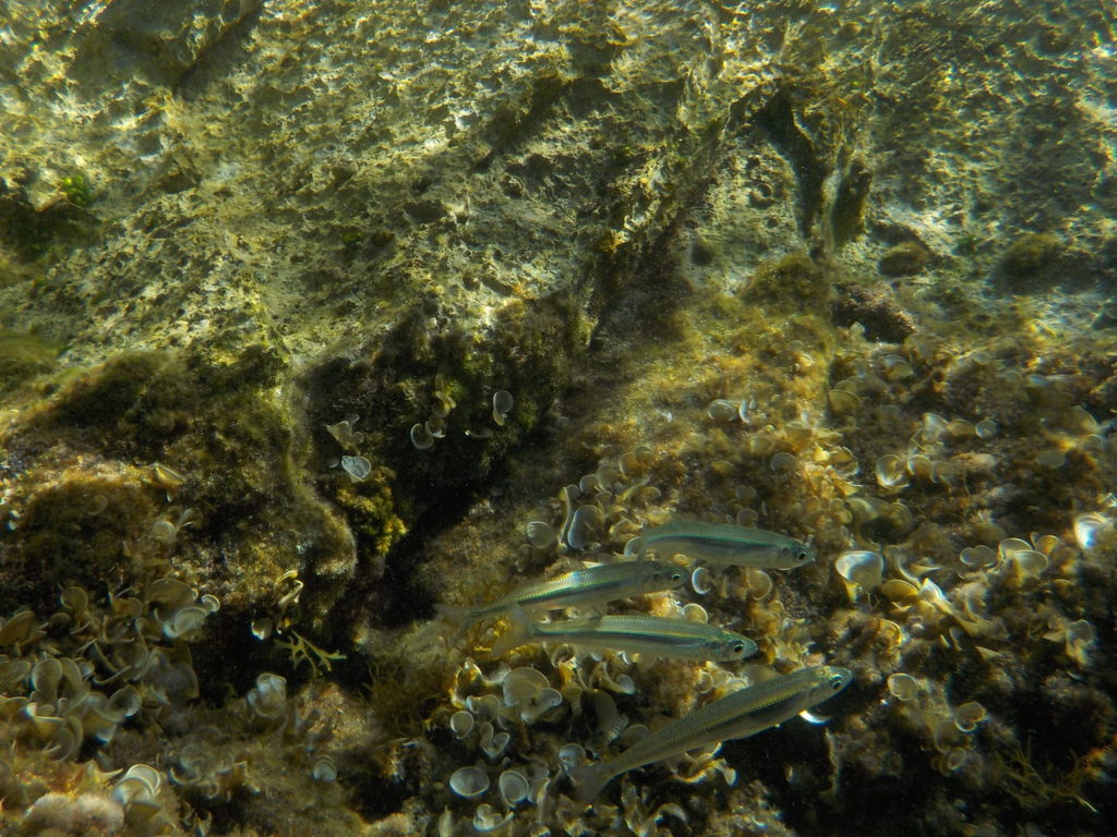 Southern Sand Smelt
