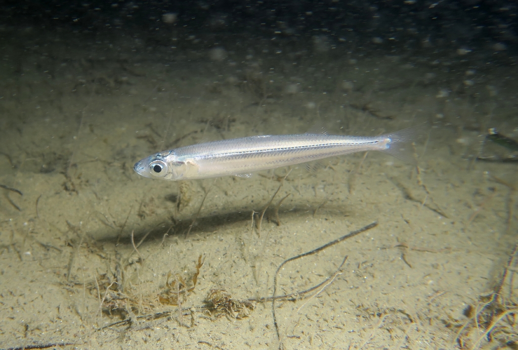 Southern Sand Smelt