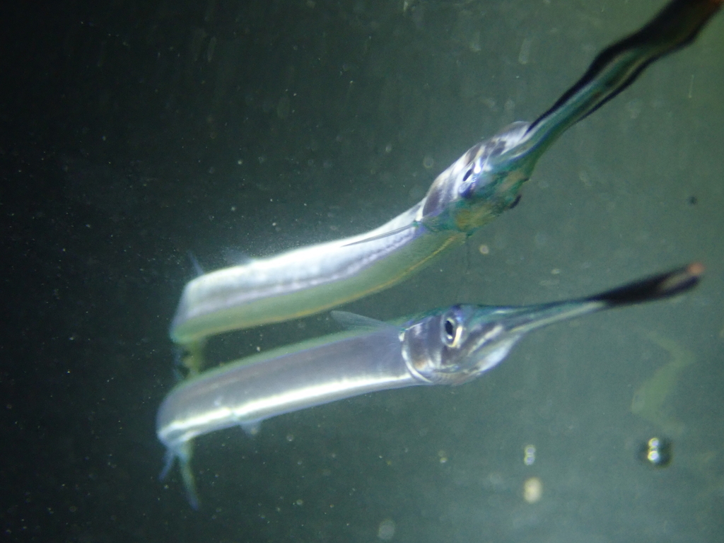 Garfish