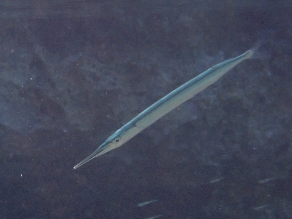 Garfish