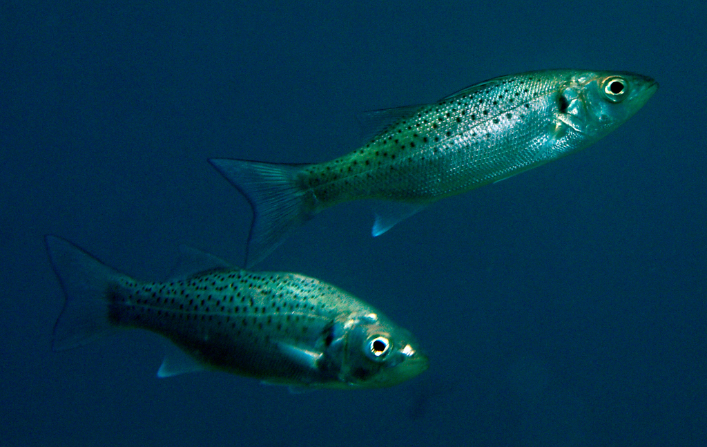 Spotted Seabass