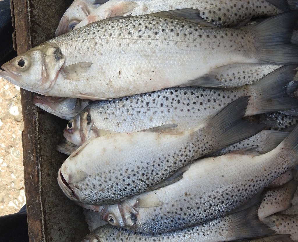 Spotted Seabass