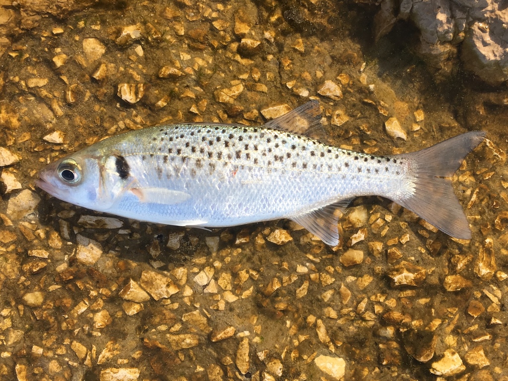 Spotted Seabass