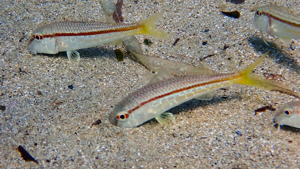 Red Mullet