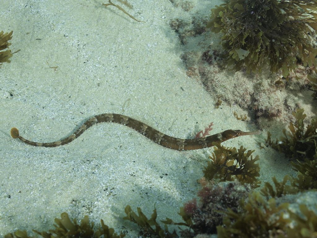 Greater Pipefish