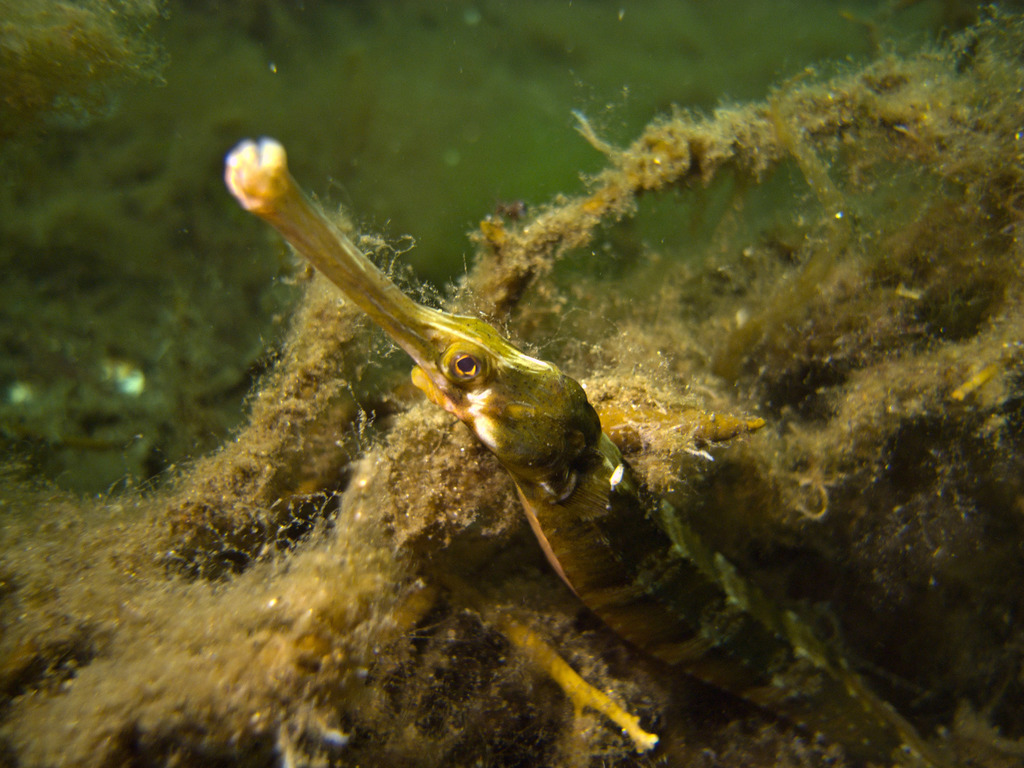 Greater Pipefish