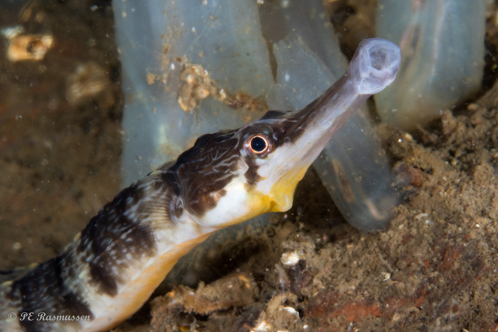 Greater Pipefish