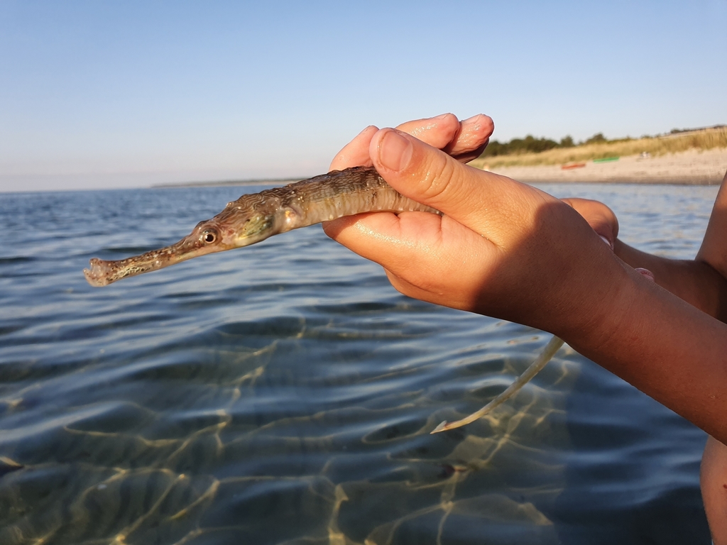 Greater Pipefish