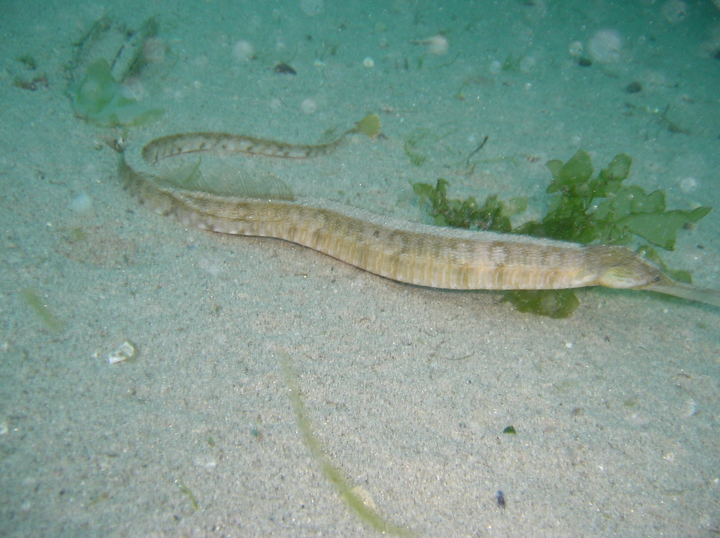 Greater Pipefish