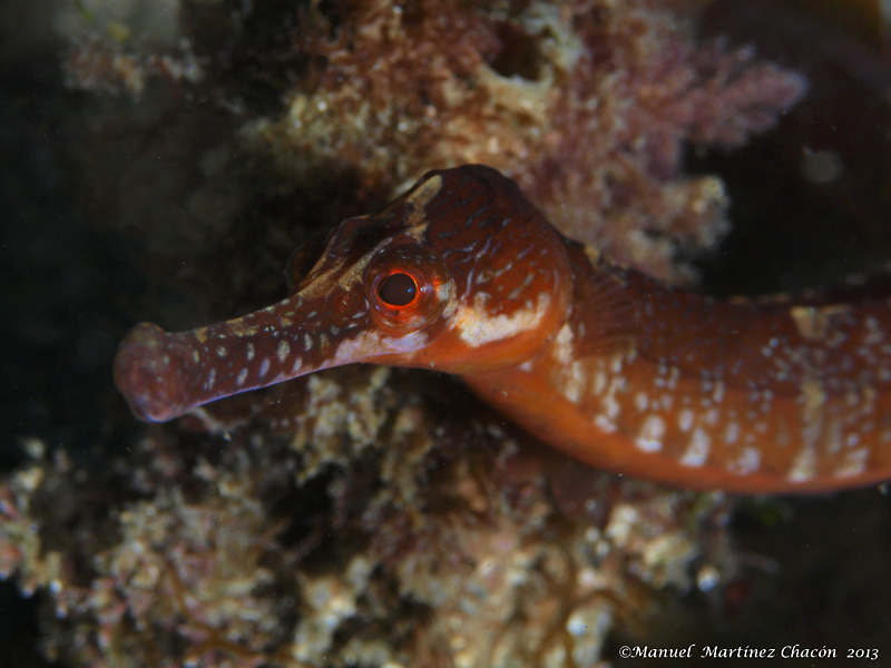 Greater Pipefish