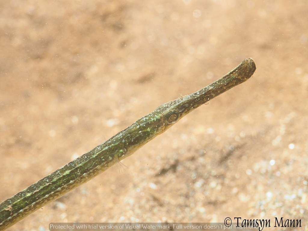 Broadnosed Pipefish