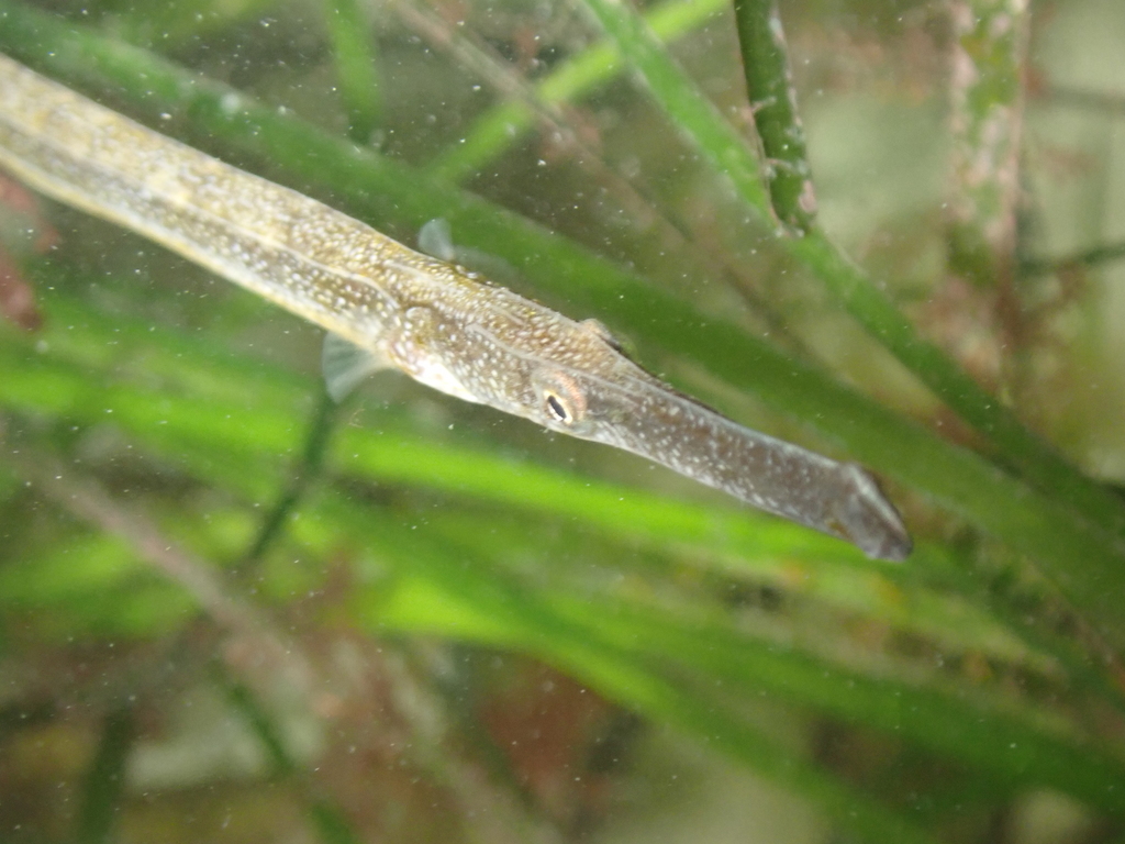 Broadnosed Pipefish